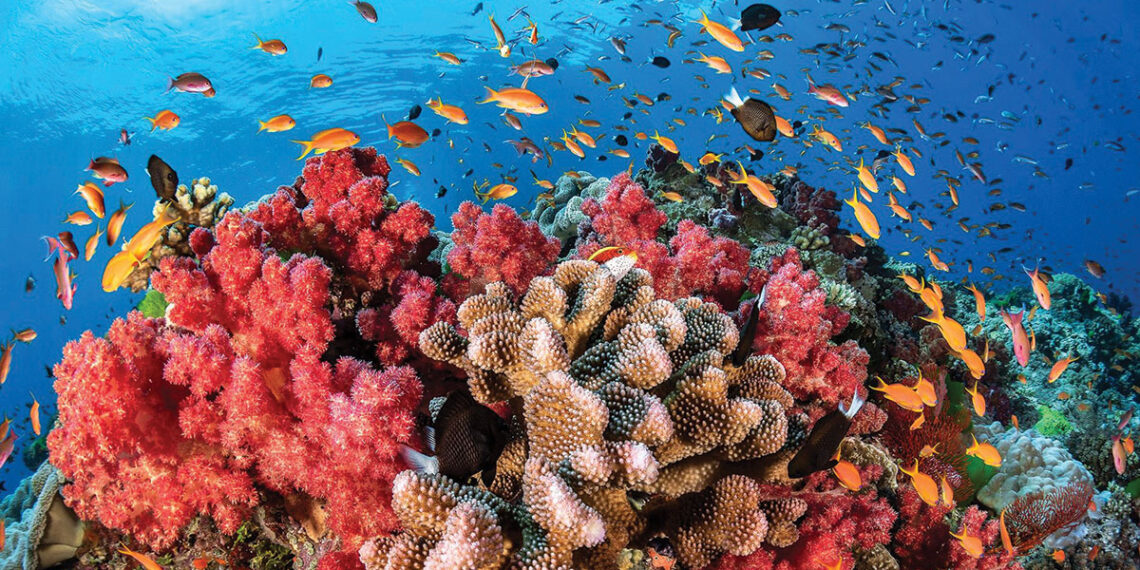 Hacia  un mundo sin arrecifes  de coral