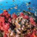 Hacia  un mundo sin arrecifes  de coral