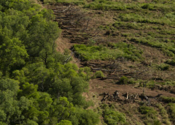 Los bosques perdidos del Gran Chaco argentino
