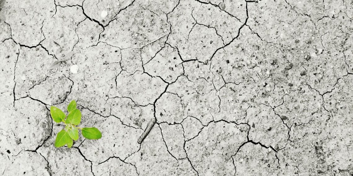 Rattan Lal: “Hay que restaurar la salud del suelo”