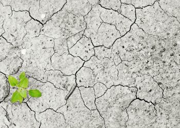 Rattan Lal: “Hay que restaurar la salud del suelo”