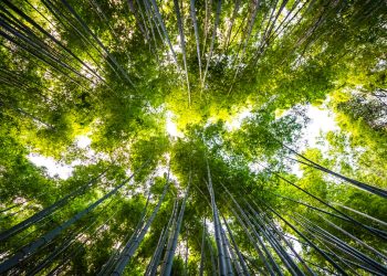 Empresas B ¿Qué es la economía de triple impacto?