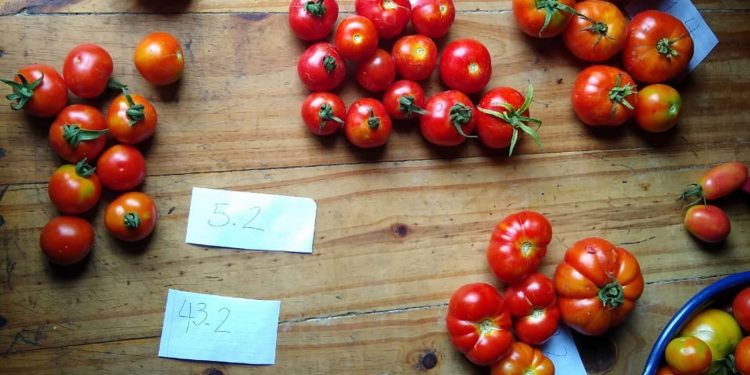 Al rescate del sabor del tomate criollo