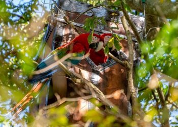 Presentan un proyecto para poner fin a los incendios intencionales