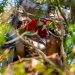 Presentan un proyecto para poner fin a los incendios intencionales
