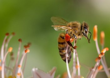 Las abejas: un eslabón clave para nuestra alimentación