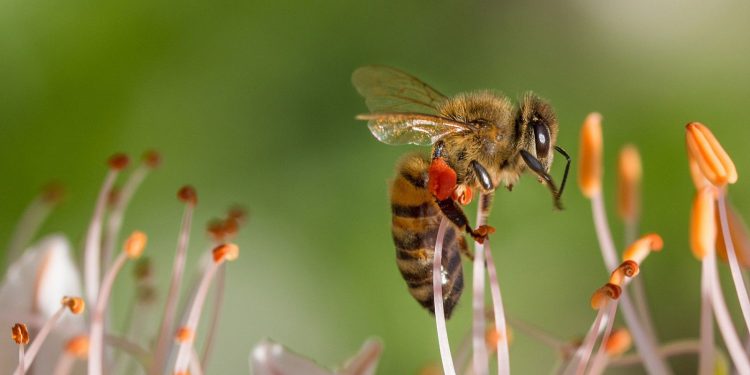 Las abejas: un eslabón clave para nuestra alimentación