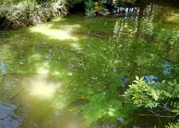 Río verde bacteria