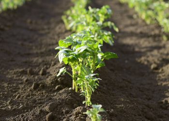 Argentina está lista para avanzar hacia la agroecología