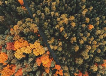 Para compartir los sonidos del bosque