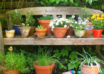 La jardinería ayuda a elevar el nivel de bienestar