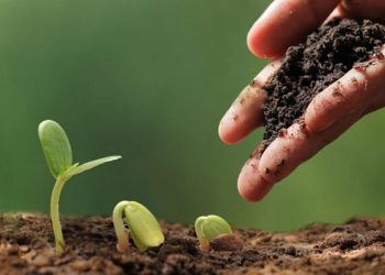 Suelo fértil, un aliado imprescindible en la huerta