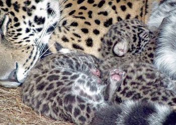 Nacieron dos cachorros de yaguareté en los Esteros del Iberá