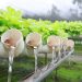 Hidroponía: Cultivar sin suelo y sin plagas