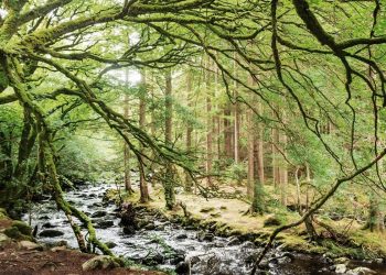 Irlanda tiene un plan para plantar 440 millones de árboles hasta 2040