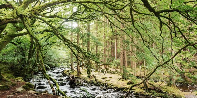 Irlanda tiene un plan para plantar 440 millones de árboles hasta 2040