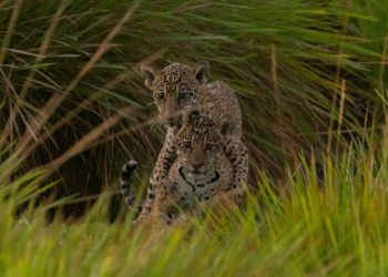 Nacieron dos cachorros de yaguareté en Corrientes