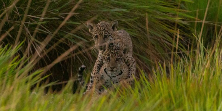 Nacieron dos cachorros de yaguareté en Corrientes
