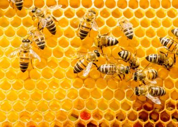 Mapa global de abejas: por qué es clave para su conservación