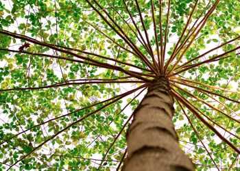 Un mapa para ayudar a las ciudades a plantar más árboles