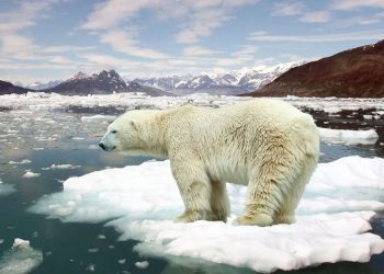 Alerta ambiental: calentamiento, pérdida de biodiversidad y contaminación