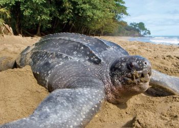 Nacieron 38 tortugas marinas gigantes en peligro de extinción