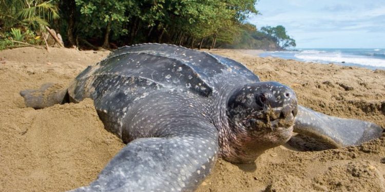 Nacieron 38 tortugas marinas gigantes en peligro de extinción
