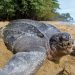 Nacieron 38 tortugas marinas gigantes en peligro de extinción