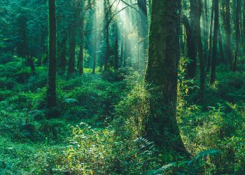 Consejos del bosque para recuperar el tiempo perdido