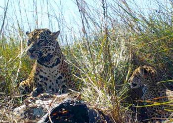Liberan a otros tres yaguaretés en los Esteros del Iberá