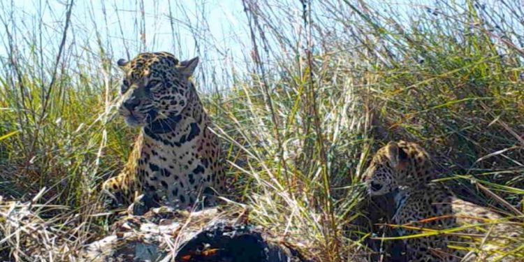 Liberan a otros tres yaguaretés en los Esteros del Iberá