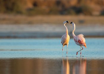 Ansenuza: un nuevo Parque Nacional en Argentina