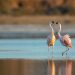 Ansenuza: un nuevo Parque Nacional en Argentina
