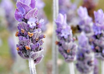 Las plantas antimosquitos