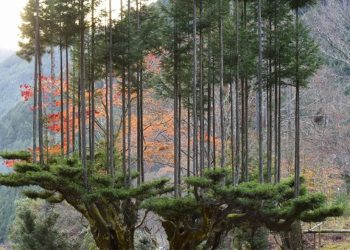 Cómo obtener madera sin talar árboles