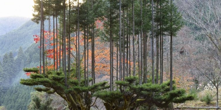 Cómo obtener madera sin talar árboles