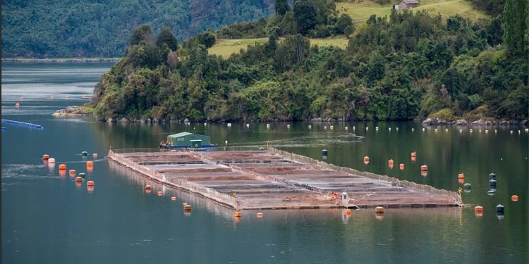 Tierra del Fuego prohibió los criaderos de salmón