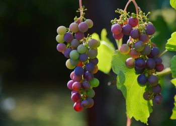 Crece la producción orgánica en Argentina