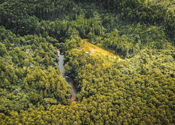 Áreas de la Amazonía pasaron de absorber dióxido de carbono a emitirlo