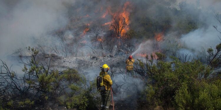 Delitos ambientales: ¿Por qué deberían incluirse en el Código Penal?