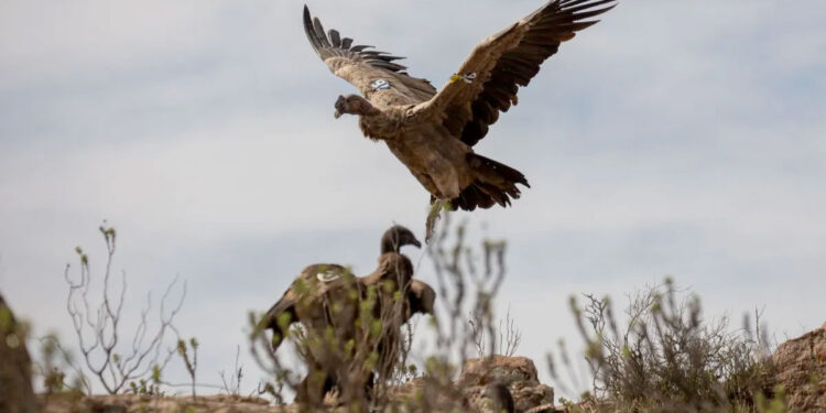 Liberaron con éxito a siete crías de cóndores