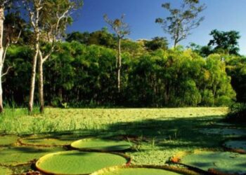 Los árboles silvestres en peligro de extinción