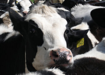 Economía circular en la Industria Láctea