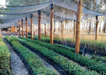 Forestación y gestión de residuos en Tucumán