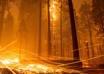 Ecocidio: el genocidio del siglo XXI