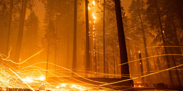 Ecocidio: el genocidio del siglo XXI