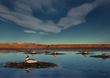 Nació el primer pichón de Macá Tobiano en 4 años