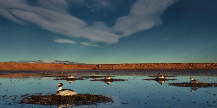 Nació el primer pichón de Macá Tobiano en 4 años