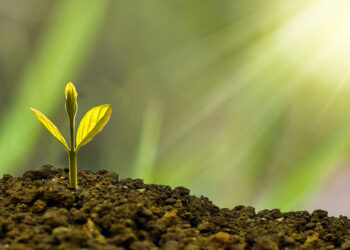 Ética Verde: posmoralismo ambiental a partir de nociones de Gilles Lipovetsky