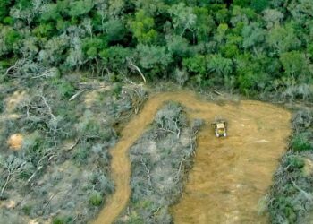 Cuáles son los países del mundo que talan más árboles